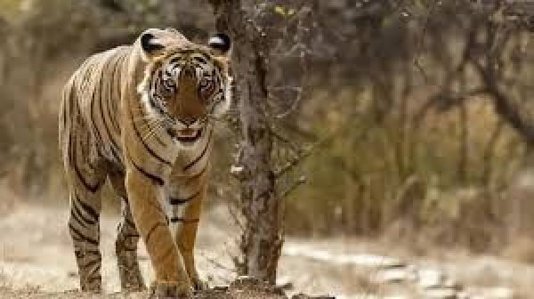 केरल: मलप्पुरम में व्यक्ति की जान लेने वाला बाघ 53 दिन की तलाश के बाद पकड़ा गया