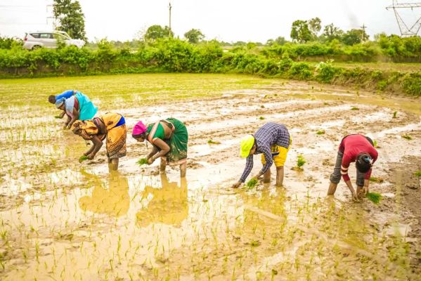 खरीफ की तैयारी में लगे किसानों के चेहरे खिले, समय पर मिला खाद-बीज