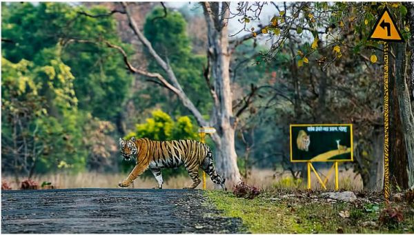 महाराष्ट्र के टाइगर कॉरिडोर में कोयला खनन को मंजूरी