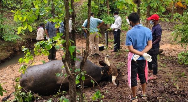 लोरमी के जंगल में मिला मृत बायसन, आपसी संघर्ष से मौत की आशंका