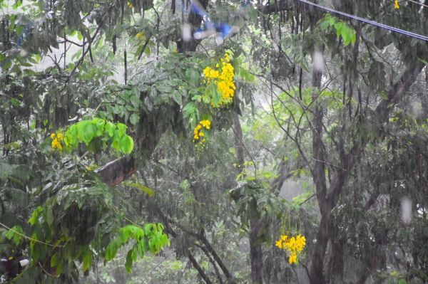  राजधानी में झमाझम बारिश के नज़ारे  तस्वीरों में
