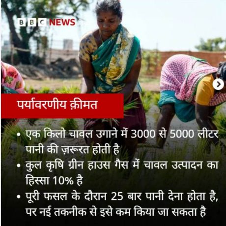 एक किलो चावल उगाने में  इतना पानी होता है खर्च