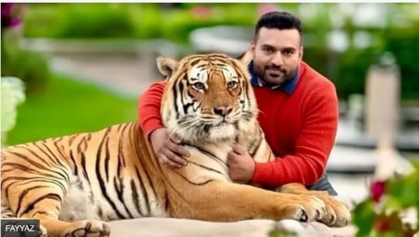 पाकिस्तान में शेर और बाघ पालने की बढ़ती दिवानगी के पीछे ये है वजह