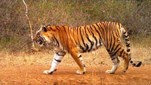 ग्लोबल टाइगर-डे पर जागरूकता कार्यक्रम 