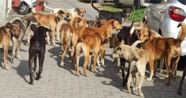 आवारा कुत्तों से किस तरह निपट रहे हैं दुनिया के कई देश