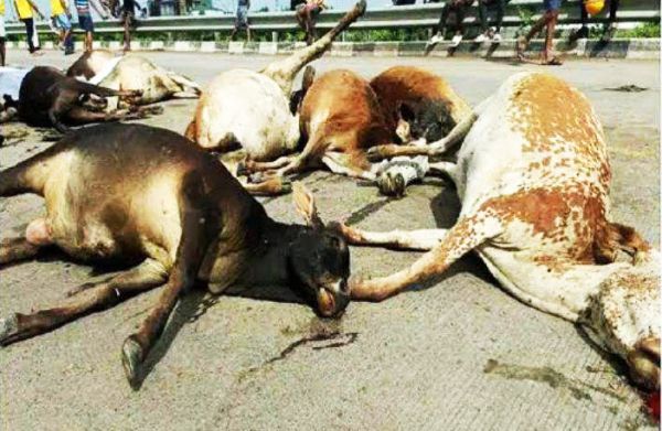 ‘छत्तीसगढ़’ का  संपादकीय : गौमाता की संतानों के प्रदेश में सडक़ों पर थोक-मौतें!