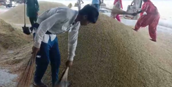 किसानों को बड़ी राहत: हरियाणा में धान की खरीद सोमवार से होगी शुरू