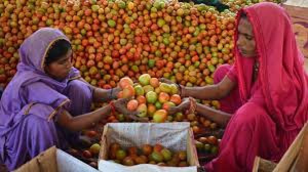 पाकिस्तान में टमाटर की क़ीमत 700 रुपये प्रति किलो तक पहुंची, जानिए वजह