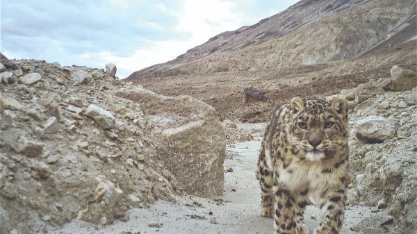 हिम तेंदुओं के संरक्षण में लद्दाख  की प्रेरणादायक पहल