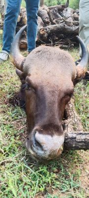 अवैध शिकार रोकने हर वनमंडल में हो स्निफर डॉग स्क्वॉड