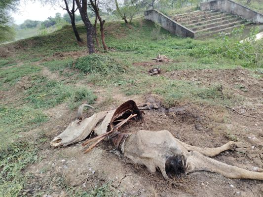 बलौदा बाजार जिले के गांव में डेढ़ सौ गायों की मौत का दावा, प्रशासन का इंकार
