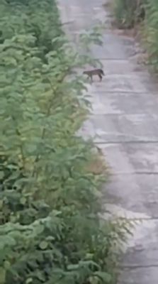 मड़वा प्लांट के पास तेंदुए की दस्तक से दहशत