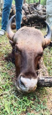 त्योहारी सीजन में चेतावनी के बावजूद नहीं हुई निगरानी, वन विभाग की लापरवाही से हुई गर्भवती बायसन की हत्या