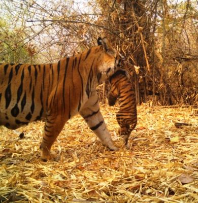 एटीआर में फिर गूंजी दहाड़, बाघिन एटी-17 शावकों के साथ कैमरे में कैद