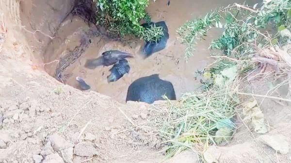 चार हाथी कुएं में गिरे, जेसीबी से रास्ता बना निकाला