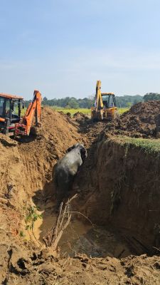 देखें VIDEO: कुएं में गिरे चार हाथी, जेसीबी से रास्ता बना निकाला