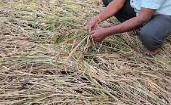 फसल नुकसान पर महाराष्ट्र के किसान को मिली छह रुपये की मदद; बोला: एक कप चाय भी नहीं खरीद सकता