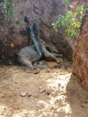 बारनवापारा में हाथियों की मौत का खतरा बढ़ा, खुले-सूखे कुओं को बंद करने की मांग 7 साल से लंबित, इको टूरिज्म के लिए वन्यजीवों की सुरक्षा को लेकर गंभीर नहीं वन विभाग- सिंघवी