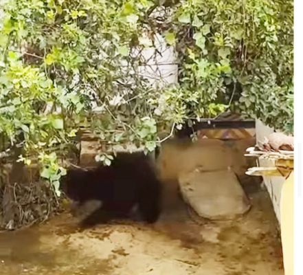 घर में घुसा भालू एक पीपा तेल पी गया