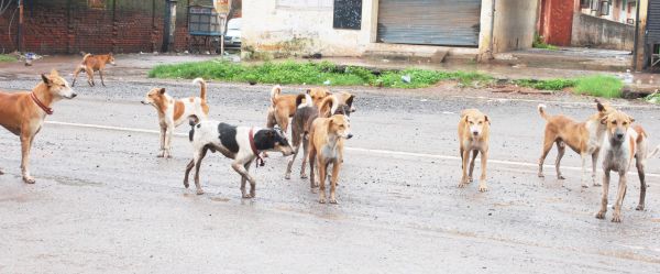 सुप्रीम कोर्ट ने आवारा कुत्तों पर दिया एक और आदेश, सरकार को क्या-क्या करना होगा?