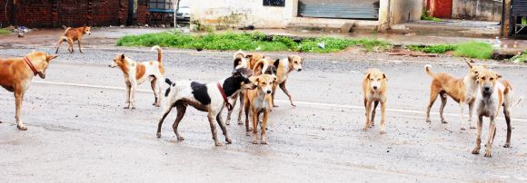 ‘छत्तीसगढ़’ का  संपादकीय : वैक्सीन नहीं है, इंसानों को काटने को कुत्ते गली-गली