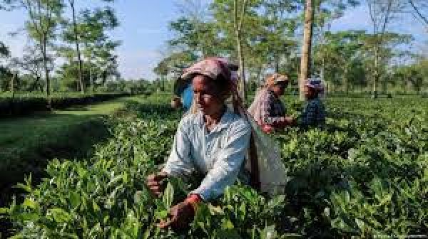 ट्रंप के किस कदम से भारतीय किसानों को हो सकता है फायदा