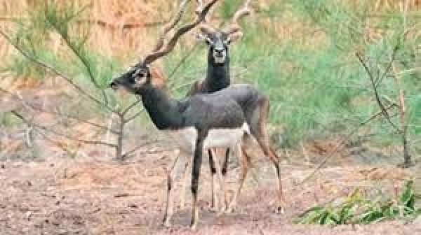 कर्नाटक के चिड़ियाघर में जीवाणु संक्रमण से 31 काले हिरणों की मौत, मंत्री ने दिए जांच के आदेश