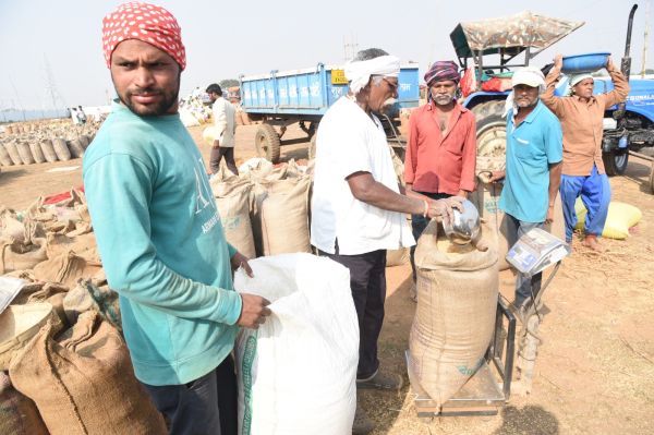 अब तक 7.28 लाख क्विंटल धान की हुई खरीदी