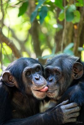 किस या चुंबन का इतिहास क्या है, जानिए वैज्ञानिकों ने इसके बारे में क्या पता लगाया