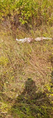 बाघ का हमला, चरवाहे की मौत