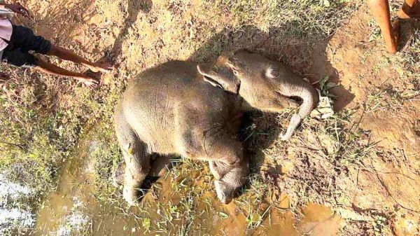 तालाब में डूबने से हाथी के बच्चे की मौत, वन विभाग सतर्क