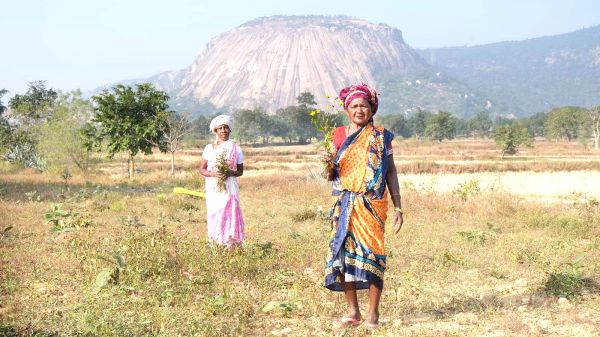 मधेश्वर पहाड़ : तेल के लिए जटंकी फूलों का संग्रहण