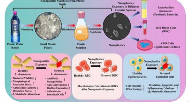 सिंगल यूज प्लास्टिक से शरीर को होने वाले नुकसान के मिले सबूत