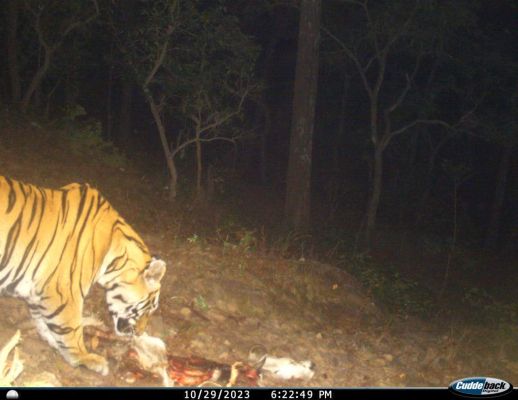 कोरिया वनमंडल में बाघों की बढ़ती मौजूदगी की पुष्टि, देवगढ़ क्षेत्र में बाघिन ने दो शावकों को दिया जन्म