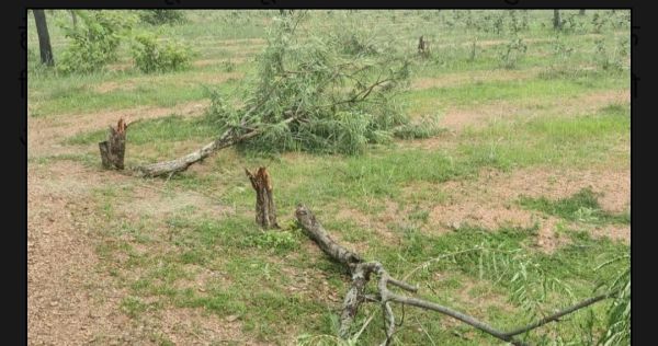 450 एकड़ के प्रोजेक्ट खातिर हीरा ग्रुप ने जंगलबेड़ा में मांगी 200 फलदार पेड़ों की कटाई की अनुमति,  ग्रामीणों में आक्रोश