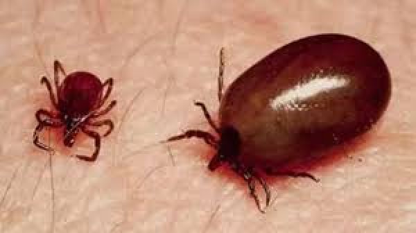 आंध्र प्रदेश में नौ लोगों की स्क्रब टाइफस संक्रमण से मौत का संदेह