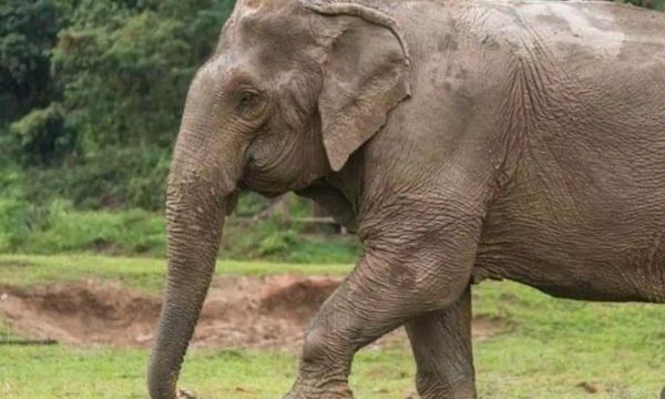 हाथी ने पहुंचाया फसलों को भारी नुकसान, ग्रामीण रतजगा कर रहे, स्कूलों में छुट्‌टी जारी