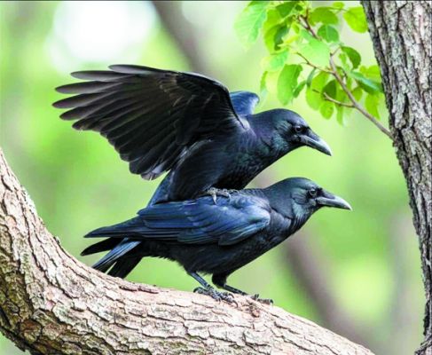 पंछियों का सेक्स डरा  देता है इंसानों को!