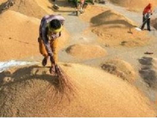 धान खरीदी : टोकन सिस्टम में समय की बंदिश खत्म