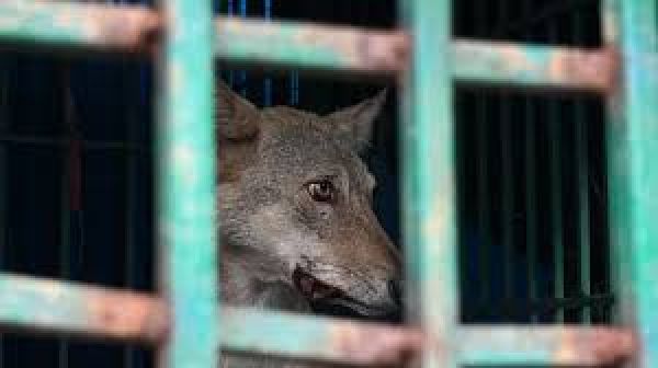 यूपी के बहराइच में मां के बगल में सो रही बच्ची को उठा ले गया 'जंगली जानवर'