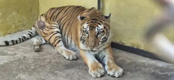 कानन पेंडारी जू में 22 साल की बाघिन रागिनी ने ली अंतिम सांस