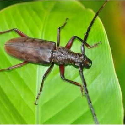 मध्यप्रदेश–छत्तीसगढ़ के वनों पर फिर साल बोरर का संकट