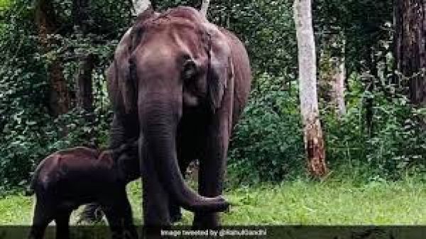 असम के होजाई जिले में राजधानी एक्सप्रेस की चपेट में आने से आठ हाथियों की मौत: अधिकारी