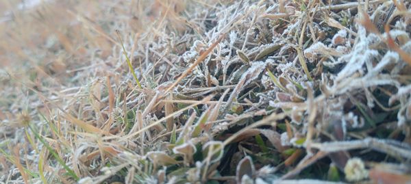 सरगुजा में कड़ाके की ठंड,  मैनपाट में पाले की चादर