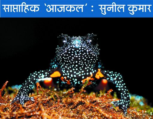 गलाकाट मुकाबले में जीत के लिए दुर्लभ मेंढकों की बलि !