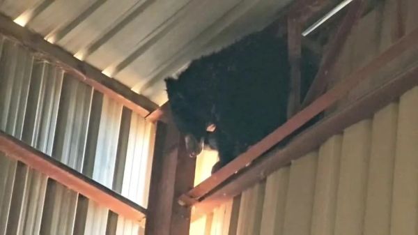 शहद के लालच में भालू  30 फीट ऊंचे टिन शेड पर फंसा