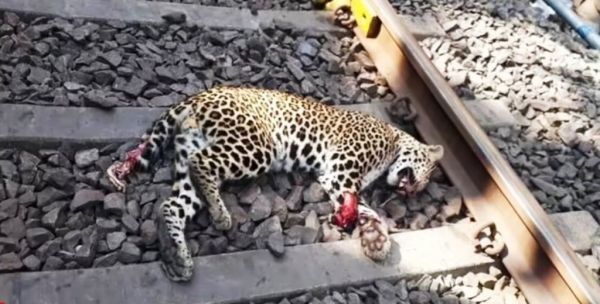 मालगाड़ी की टक्कर से तेंदुए की मौत