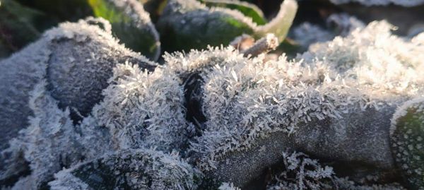 कड़ाके की सर्दी से कांपा सरगुजा, मैनपाट में पारा एक डिग्री पर