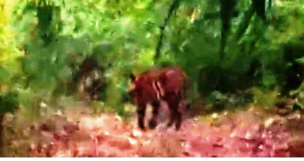 अचानकमार टाइगर रिजर्व में रायपुर के परिवार ने किया बाघ का दीदार