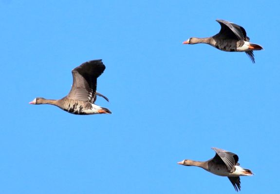 एनटीपीसी राखड़ बांध क्षेत्र में दुर्लभ ग्रेटर व्हाइट-फ्रंटेड गूज का प्रवास, पांच साल पहले दिखा था रायपुर में  